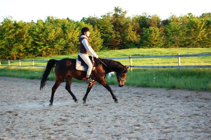 Anden særlig race Columbine  billede 14