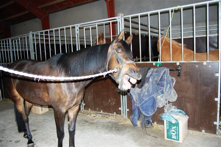 Anden særlig race Columbine  - gaaaab  billede 15