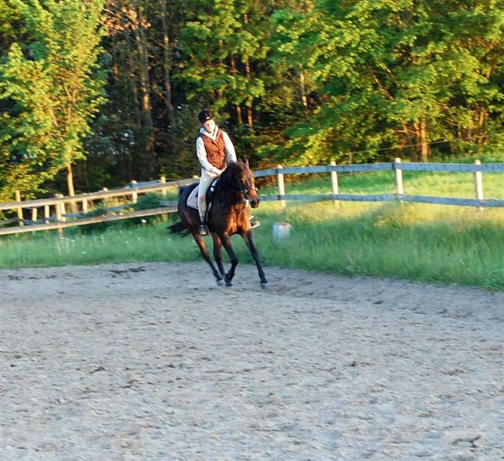 Anden særlig race Columbine  billede 16