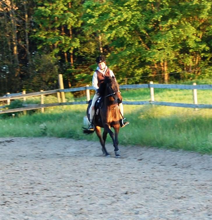 Anden særlig race Columbine  billede 17