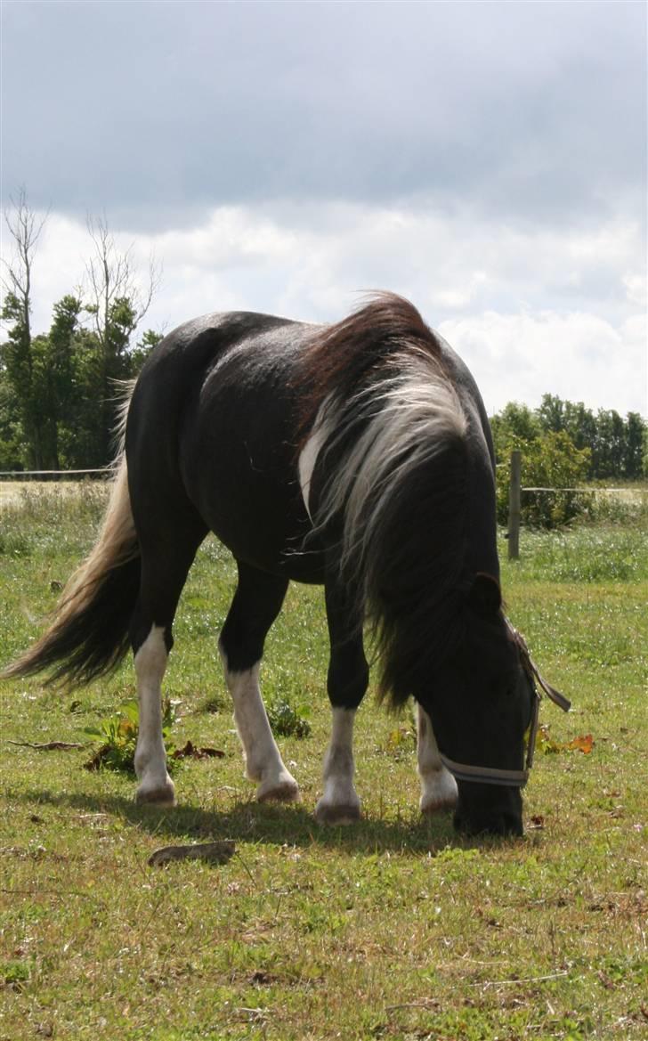 Shetlænder Laban  billede 16