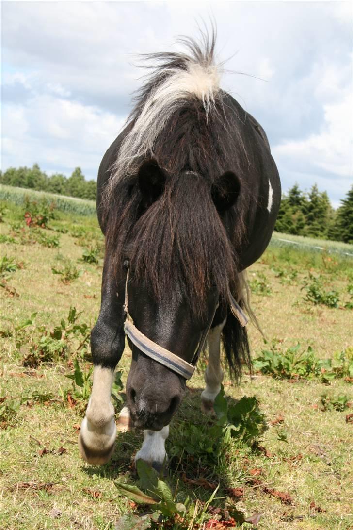 Shetlænder Laban  billede 18