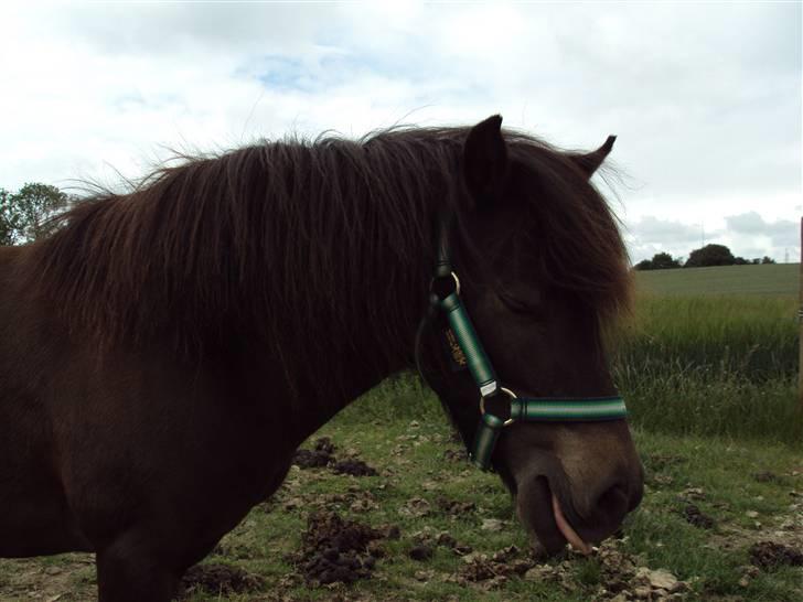 Anden særlig race Toffee R.I.P. - Hun er squ da sød xD billede 12