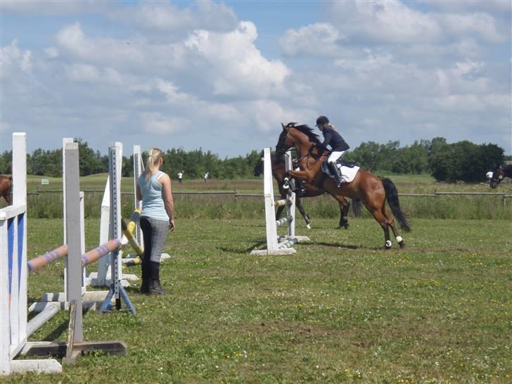 Anden særlig race Kessler  (solgt) billede 14