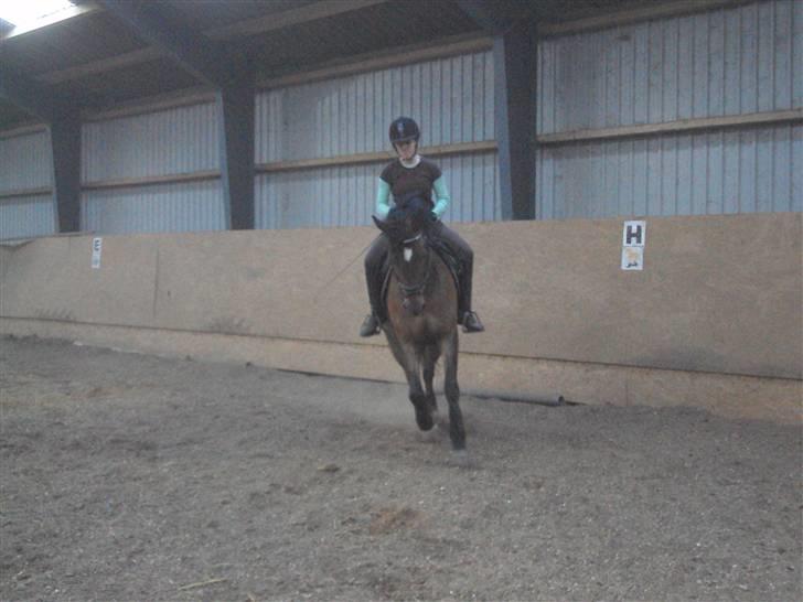 Hollandsk Sportspony Jorny  R.I.P  :'( billede 19