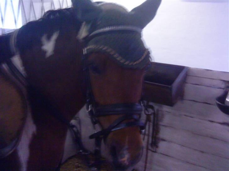 Anden særlig race Lover Boy(gammel PART) - er så fin med hut<3 (undskyld kvaliteten) billede 16