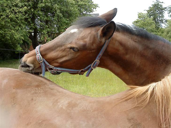 Knabstrupper : Coco's Dynamite | ~ Min Gamle Dame ~ - Juni 09 billede 13