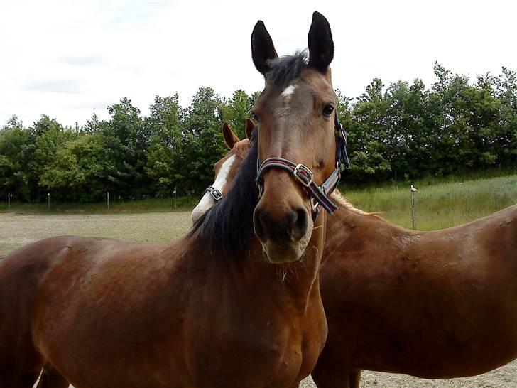 Knabstrupper : Coco's Dynamite | ~ Min Gamle Dame ~ - Juni 09 billede 15