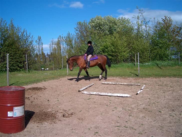 Knabstrupper : Coco's Dynamite | ~ Min Gamle Dame ~ - Lige et gammelt billede fra Maj 05.. før den gamle gik på pension ;P billede 16