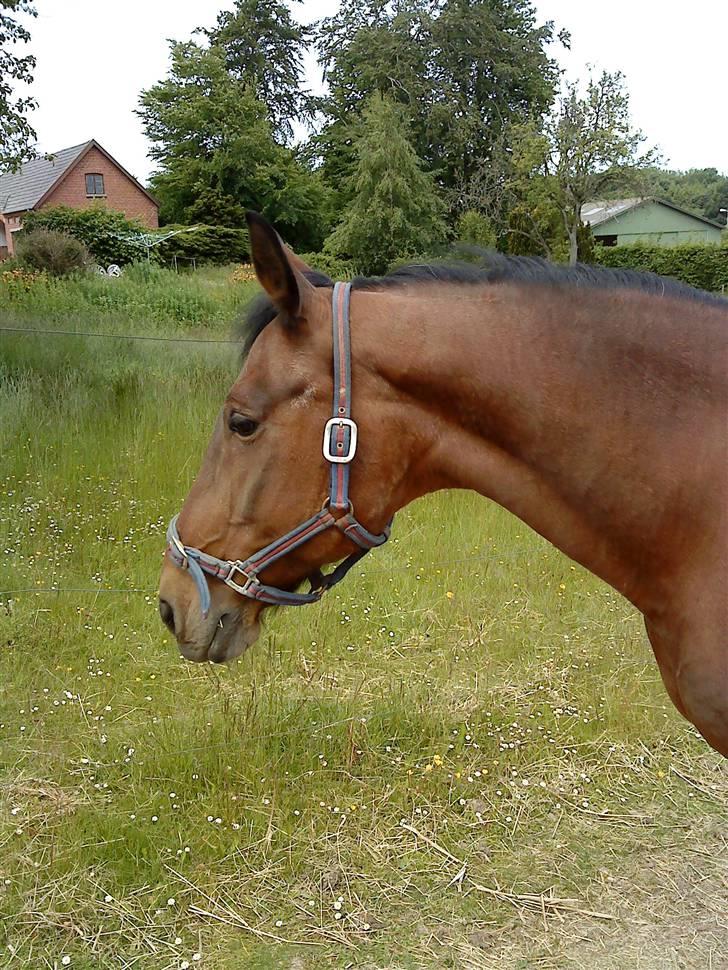 Knabstrupper : Coco's Dynamite | ~ Min Gamle Dame ~ - Juni 09 billede 5