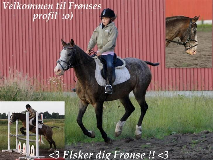 Knabstrupper Roosgårdens Frønse *redet - Verdens bedste Frønse. <3 billede 1