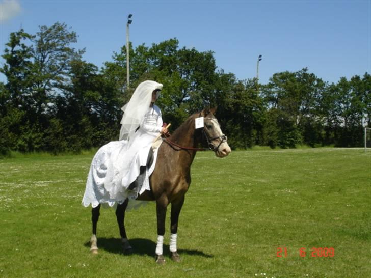 Knabstrupper Roosgårdens Frønse *redet - til ringridning i holtet billede 2