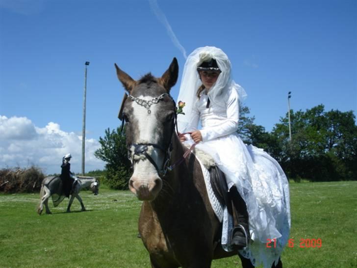 Knabstrupper Roosgårdens Frønse *redet - til ringridning i holtet billede 4