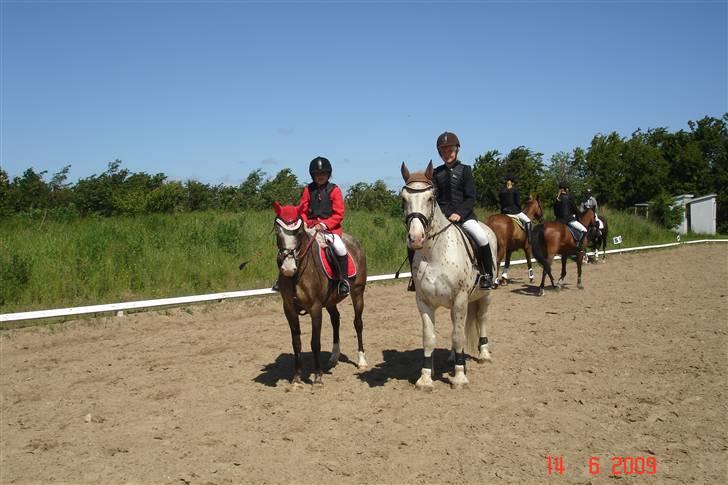 Knabstrupper Roosgårdens Frønse *redet - til stæve i Vester Hassing på opvamningsbanden billede 6