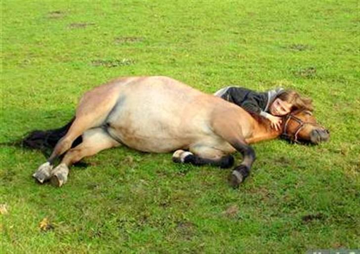 Anden særlig race Hedins anna-bella (solgt) billede 6