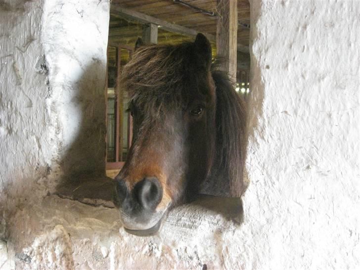 Islænder Flugfaxi fra Solkær - Fluggi kigger ud :b billede 11