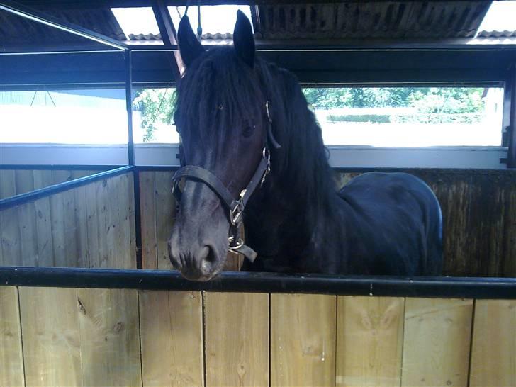 Frieser Thomas Gammelgaard billede 1