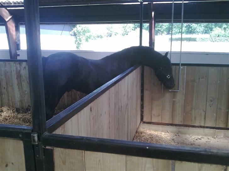 Frieser Thomas Gammelgaard billede 2