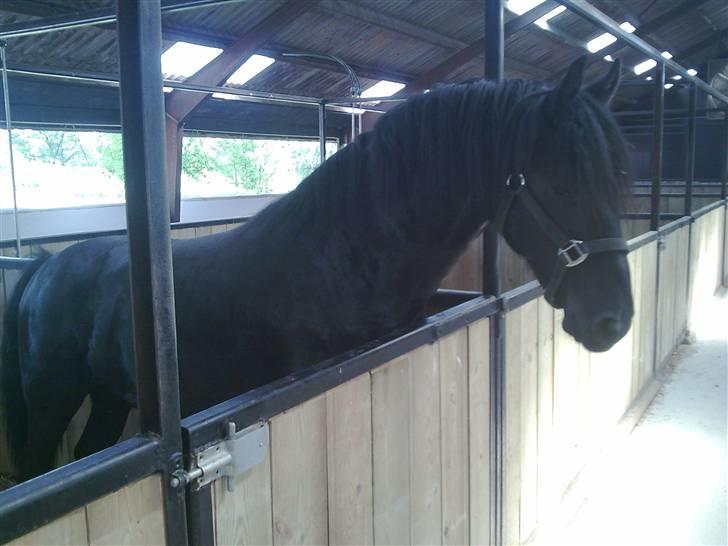 Frieser Thomas Gammelgaard billede 3