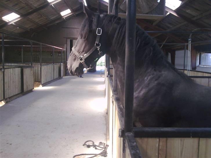 Frieser Thomas Gammelgaard - her kommer jeg med oprejst hoved billede 4