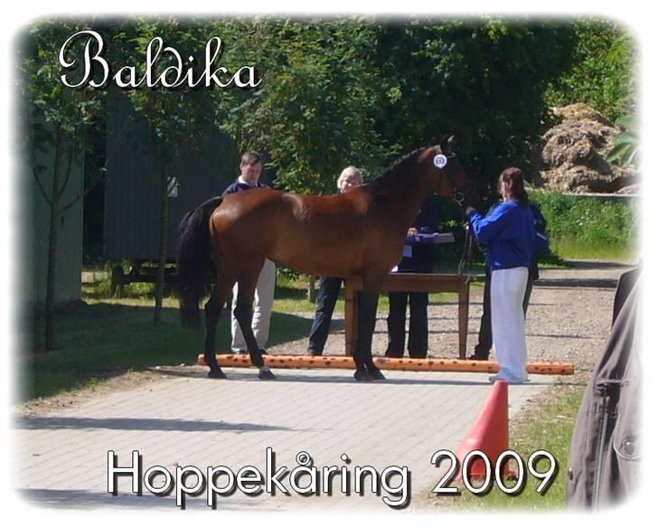 Tysk Sportspony | Baldika SDH 418 | - *_16_* Her er baldika efter hoppekåring 2009 i Hammelev. Baldika gik fløj. Hun blev bedste hoppe over 5 år + hun blev dagens spring hoppe. Kåret med 8 i helhed, 9 i kapasitet, 8 i teknik. D. 20/6-09 Foto: Mig billede 15