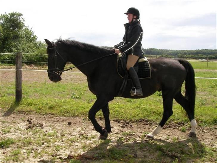 Dansk Varmblod Shicano - en hyggelig skridttur d. 21.juni. 09 billede 5