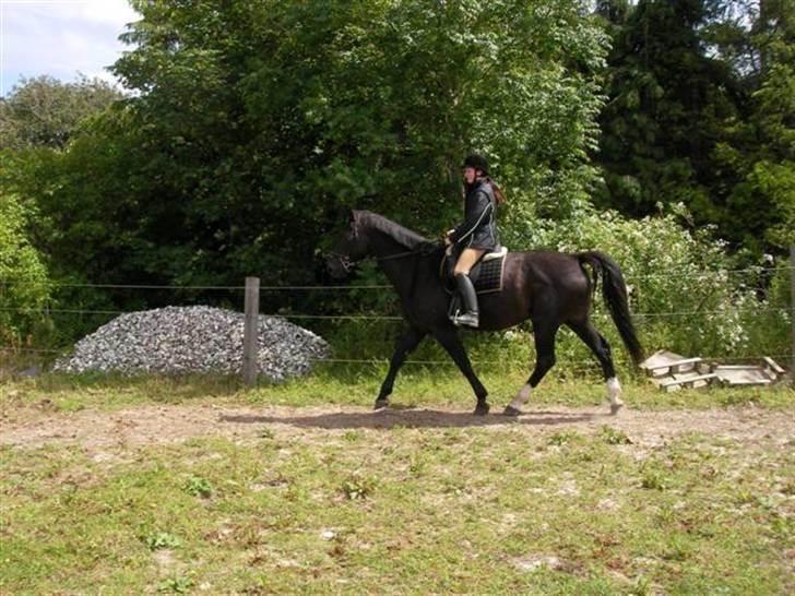 Dansk Varmblod Shicano - rolig trav, for første gang:) billede 10