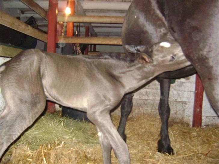 Barockpinto ålykken L'êtoile Blanche billede 9