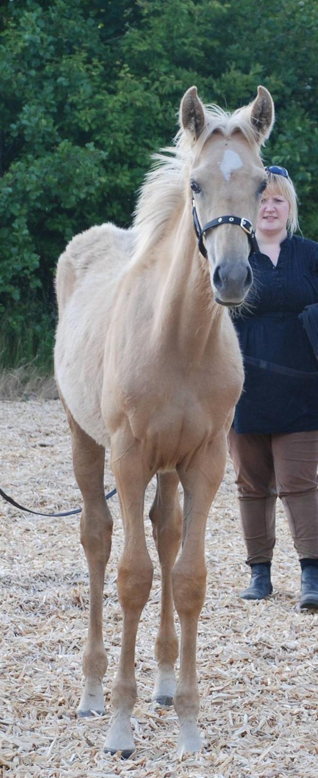 Palomino Lysgaards Dharma billede 14