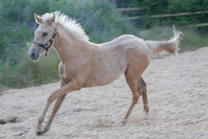 Palomino Lysgaards Dharma billede 15