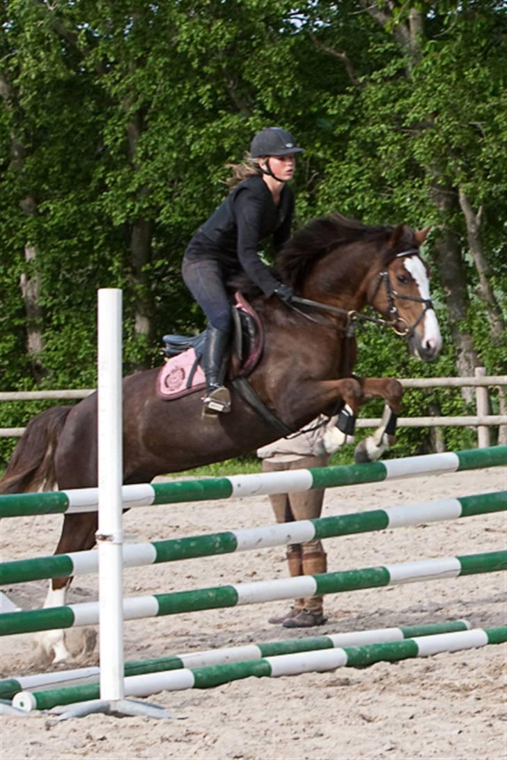 Tysk Sportspony Pepita *SOLGT* billede 2