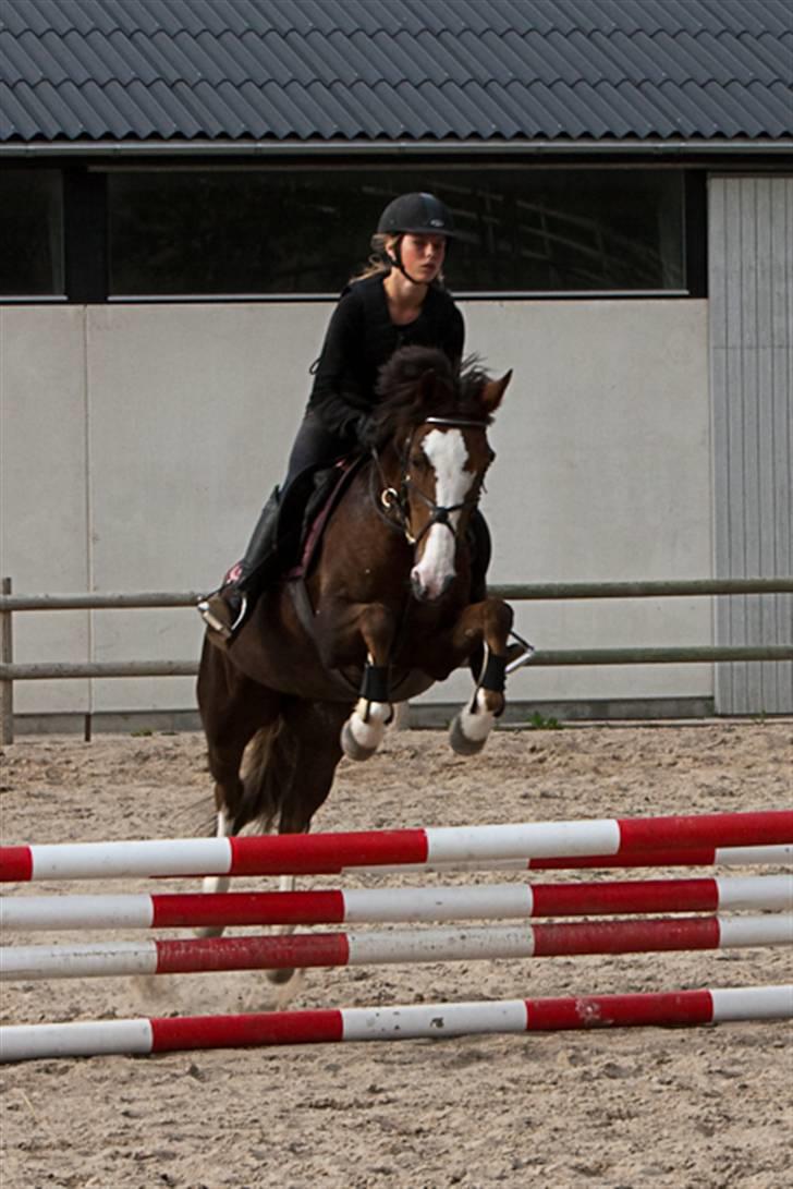 Tysk Sportspony Pepita *SOLGT* billede 3