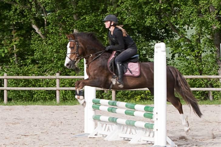 Tysk Sportspony Pepita *SOLGT* billede 6