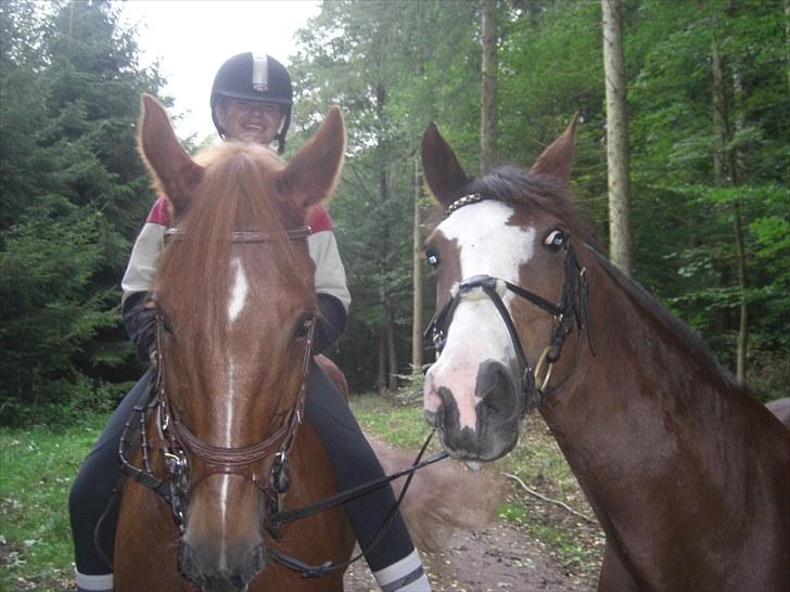 Tysk Sportspony Pepita *SOLGT* billede 7