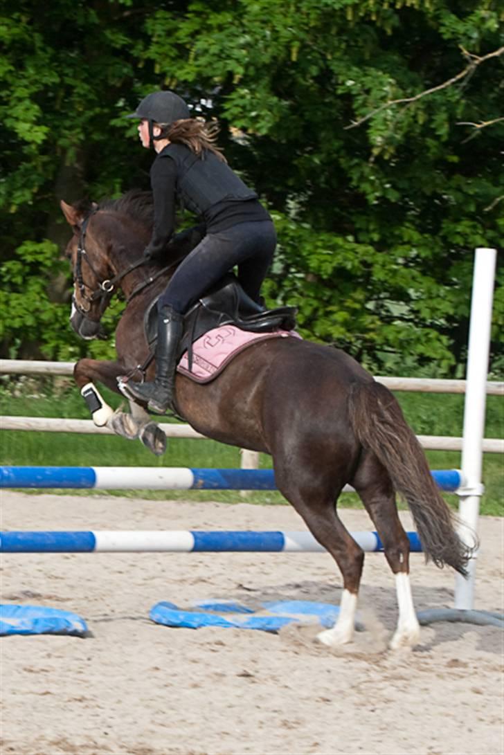 Tysk Sportspony Pepita *SOLGT* billede 8