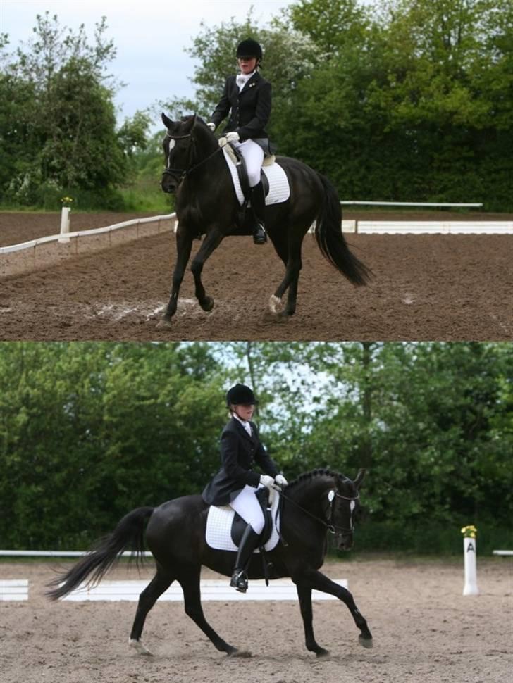 Tysk Sportspony / DSP Bravissima  - Galop - Allerupgaard 2009 - Langhoff foto - marialanghoff.dk billede 19