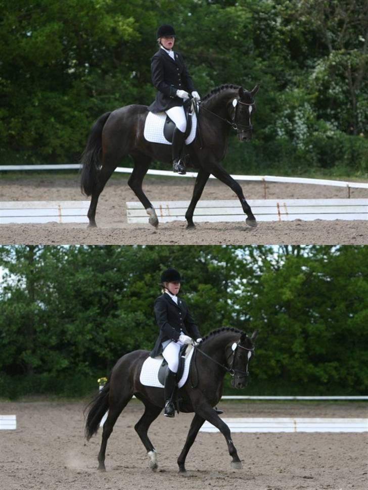 Tysk Sportspony / DSP Bravissima  - Trav - Allerupgaard 2009 - Langhoff foto - marialanghoff.dk billede 20