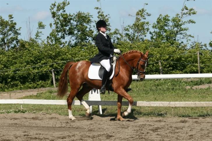DSP Lintrupgaard Cavito - Vores sidste stævne - Thorsø - Distriktsmesterskab for hold 2009. - Vm foto. billede 20