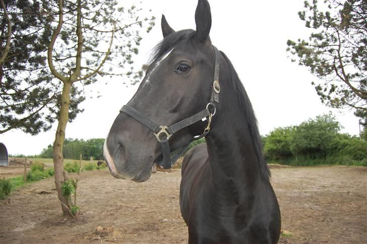 Oldenborg Stald Kock´s Romeo billede 4