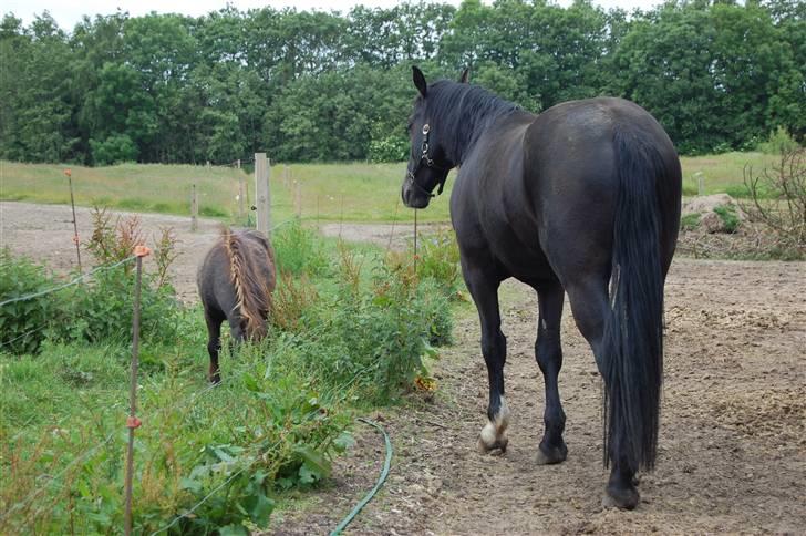 Oldenborg Stald Kock´s Romeo billede 6