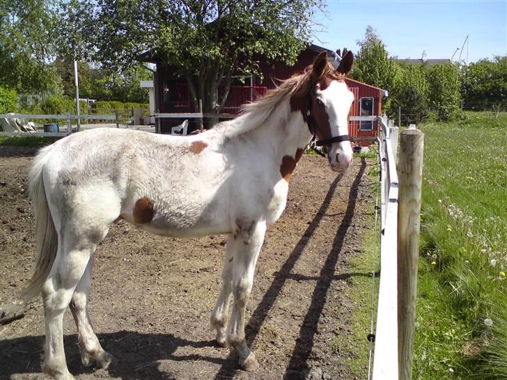 Pinto Svaglegårdens Manhatten billede 3