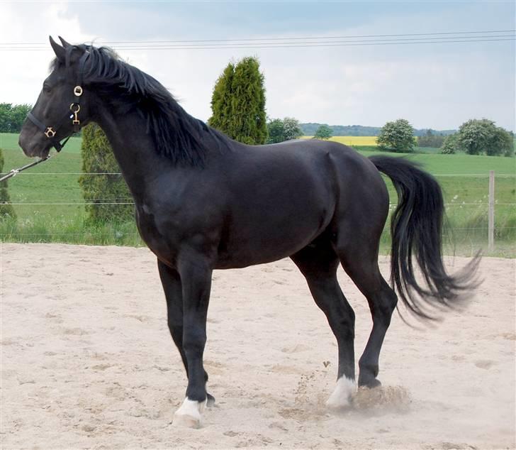 Oldenborg Stald Kock´s Romeo billede 2