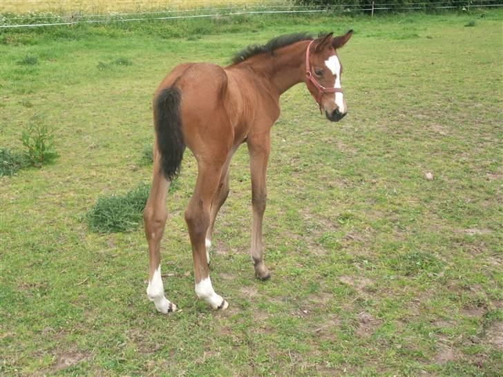 Dansk Varmblod Hesselgårdens Alina - 14 dage :) billede 17