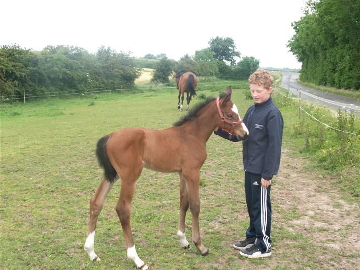 Dansk Varmblod Hesselgårdens Alina billede 2