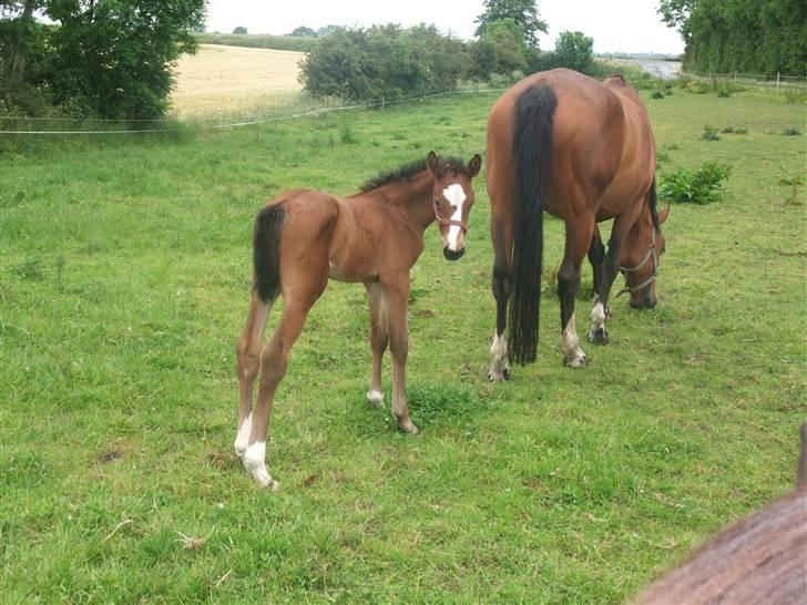 Dansk Varmblod Hesselgårdens Alina billede 18