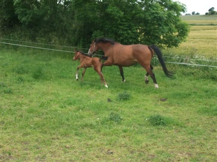 Dansk Varmblod Hesselgårdens Alina billede 19