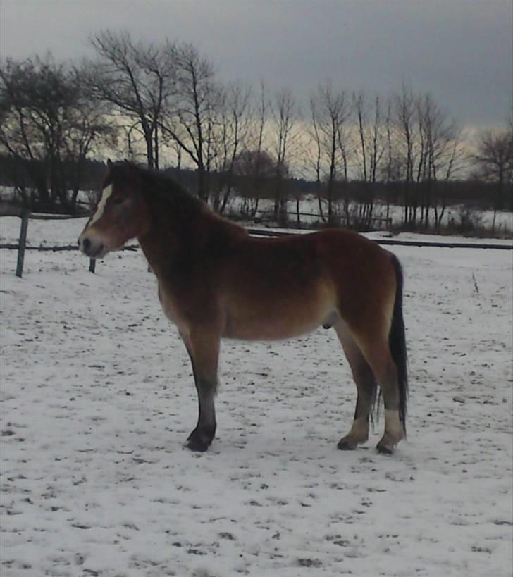 Anden særlig race Nemo billede 3