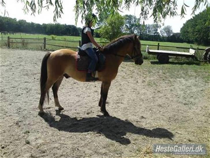 Anden særlig race Nemo billede 4