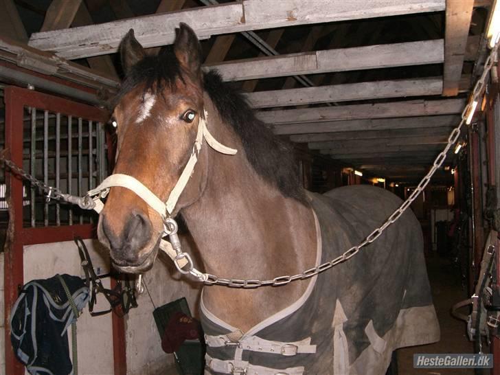 Hollandsk Sportspony Nortan *sendt tilbage* - et billed til simone :)  billede 17