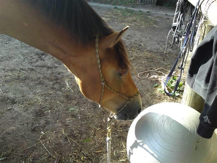 Anden særlig race Nemo billede 5